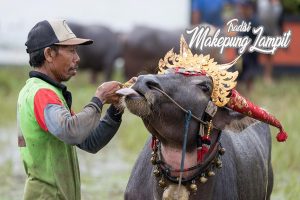 persiapan-lomba-makepung