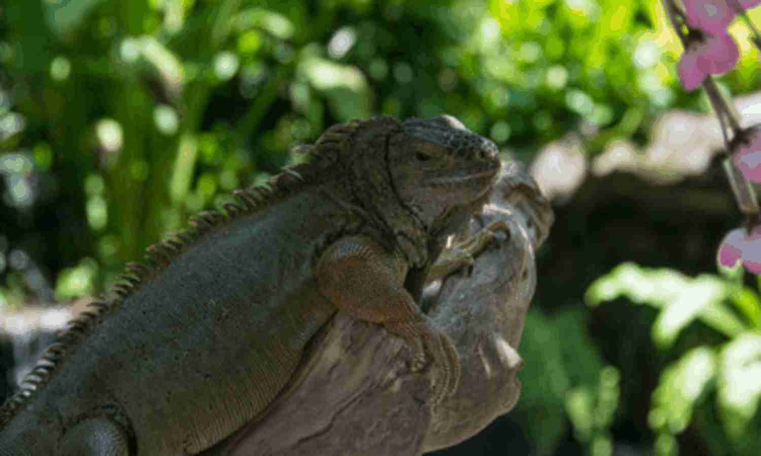 Reptile Park Bali