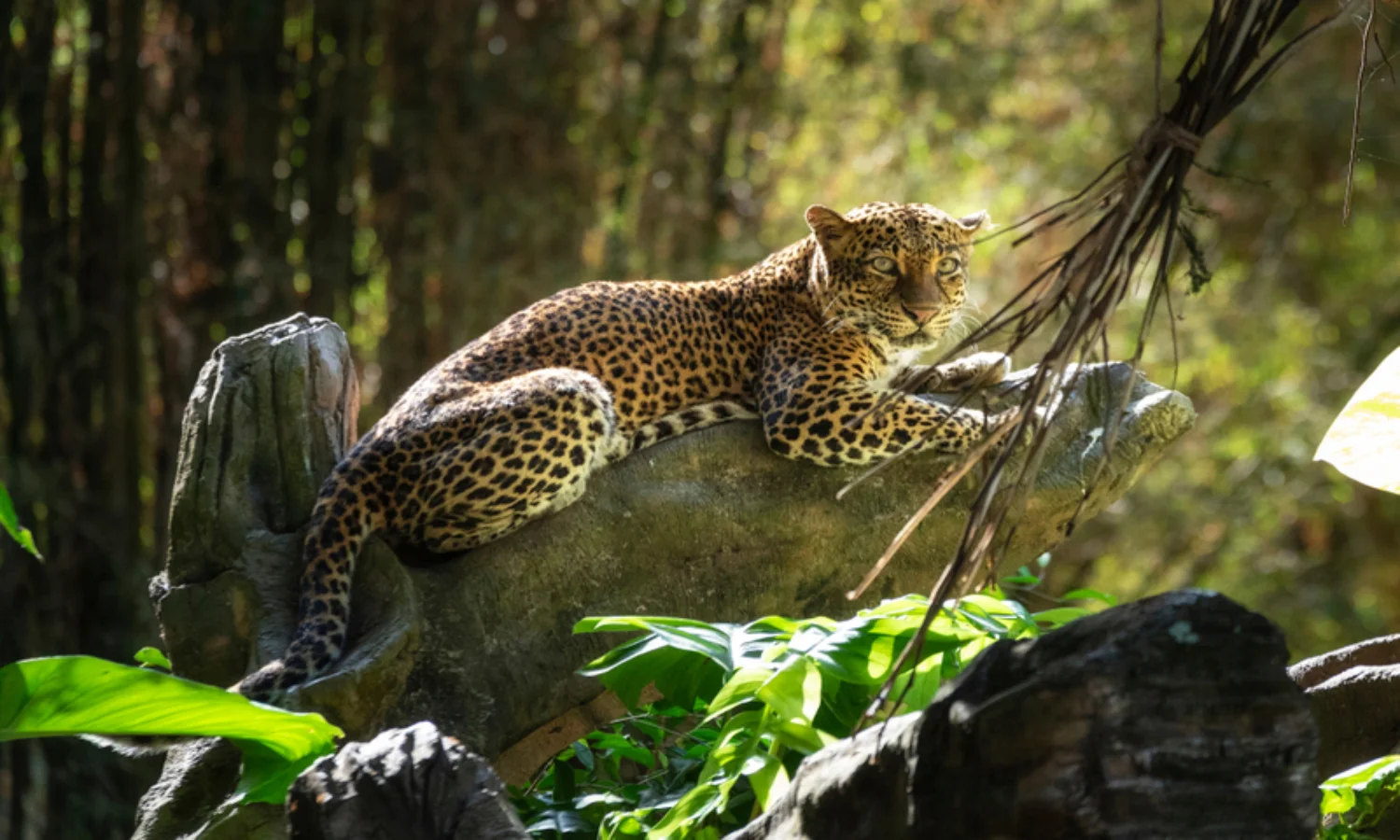 Bali Safari and Marine Park