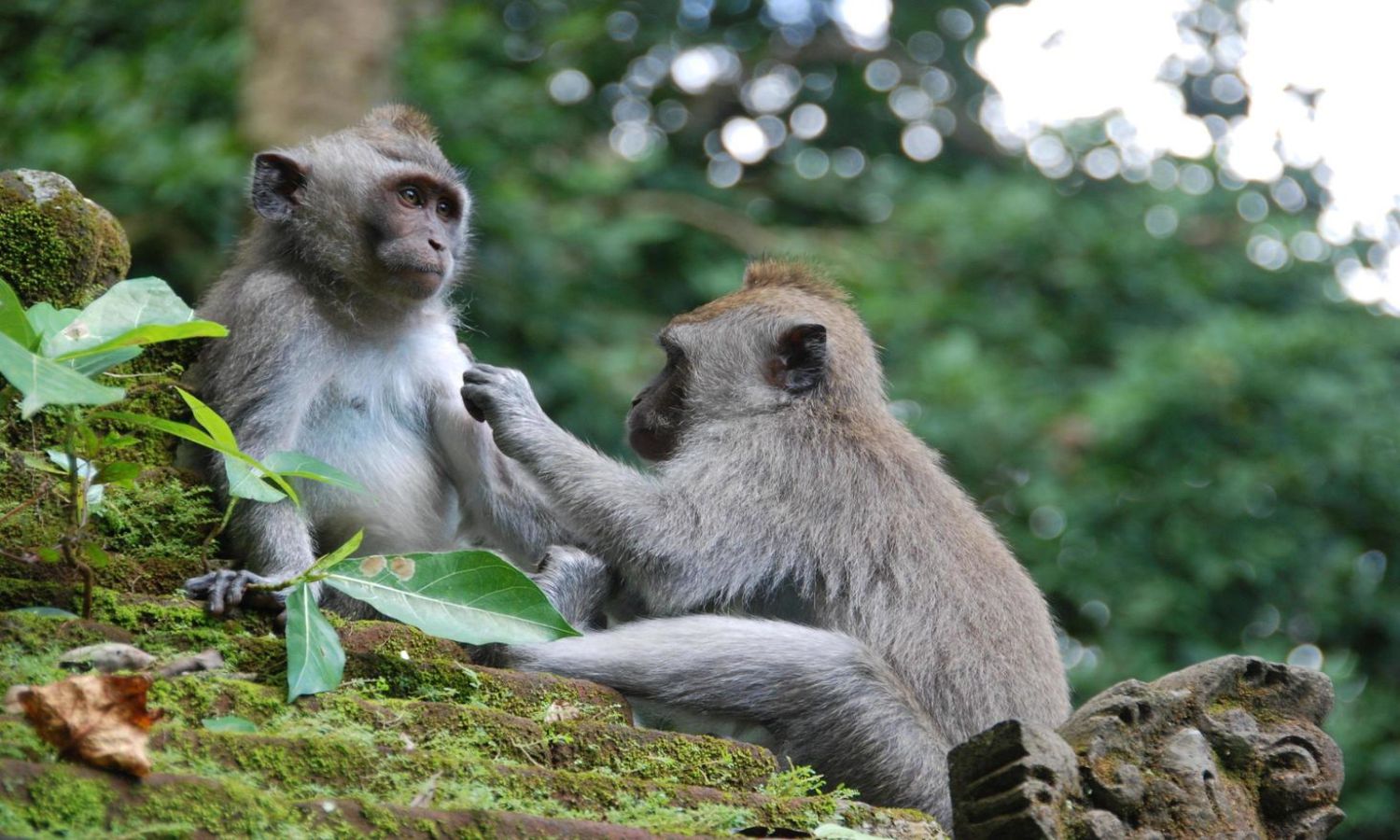 Monkey Forest Bali
