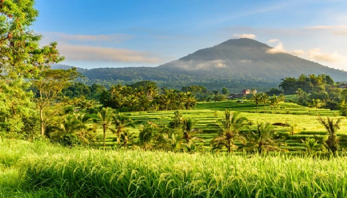 Jatiluwih Rice Terraces Bali