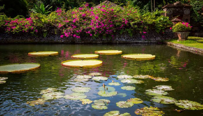 Lake Garden Bali