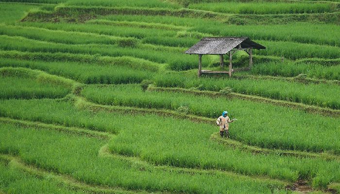 Cafe di Ubud view sawah
