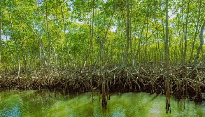 hutan mangrove bali