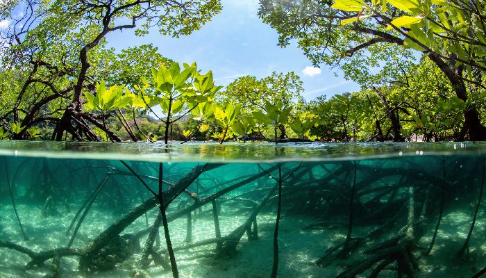 Ekowisata Mangrove Batu Lumbang
