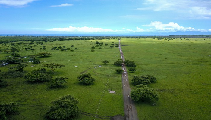 Savana Bali Timur