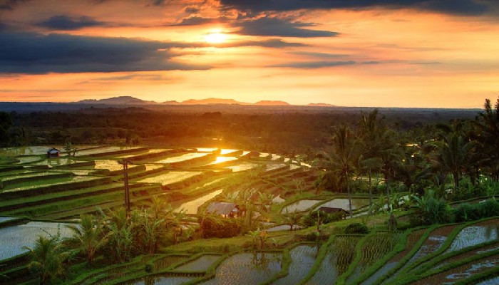 Sawah terasering Bali