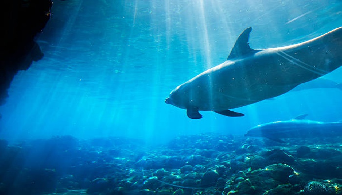 seaworld bali