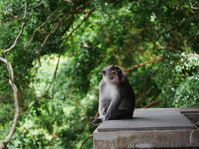 Sangeh Bali
