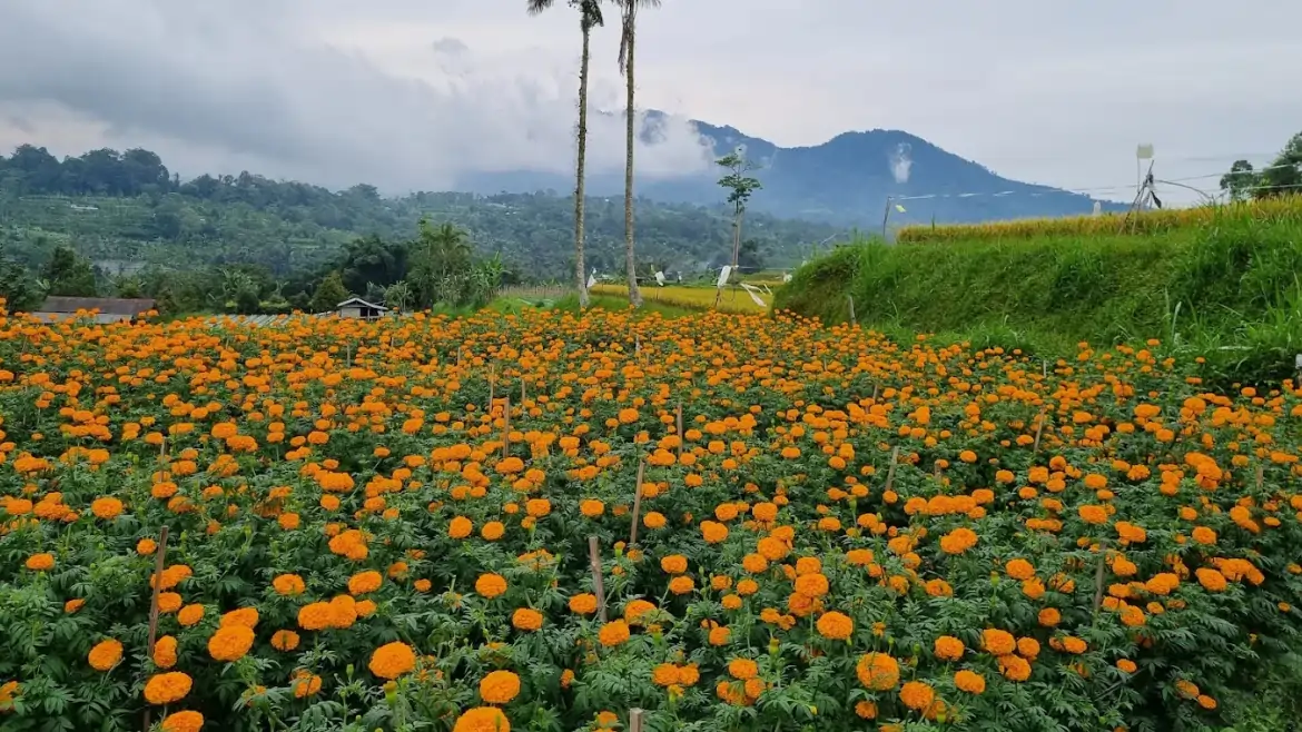 Marigold Gumitir Garden