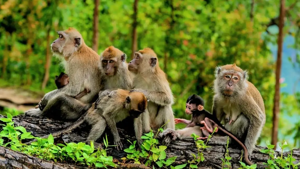 Kemenuh Monkey River