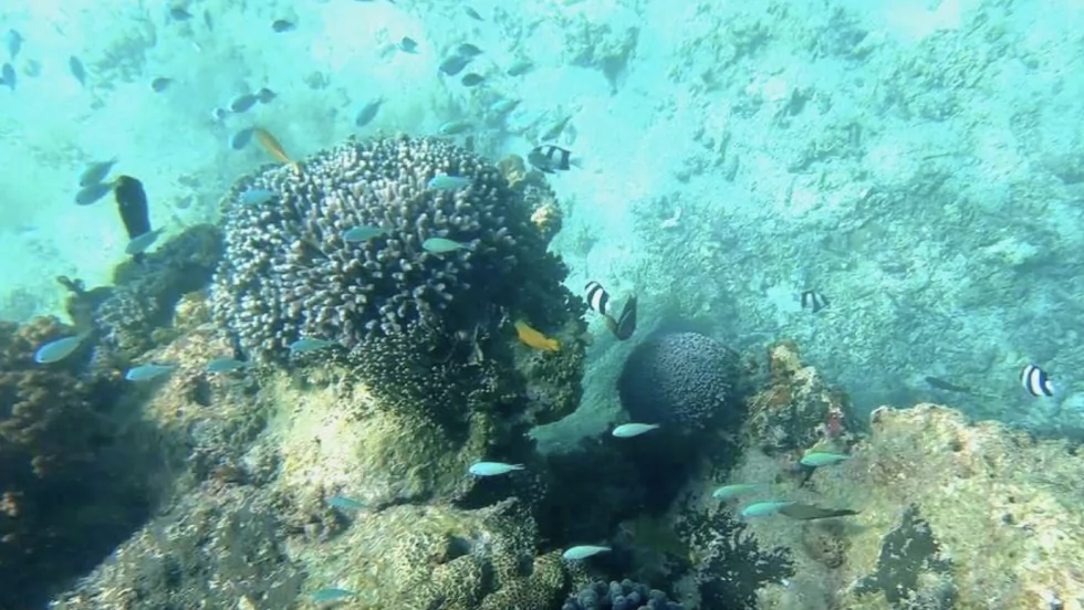 Keindahan Bawah Laut