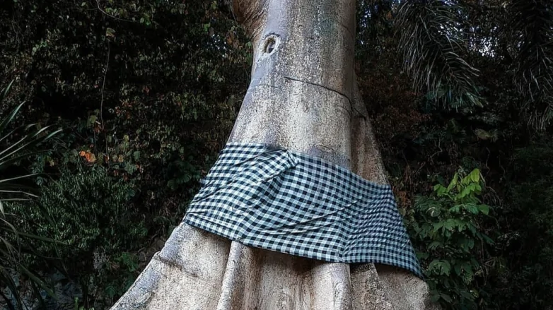 Pohon Besar Berkain Poleng
